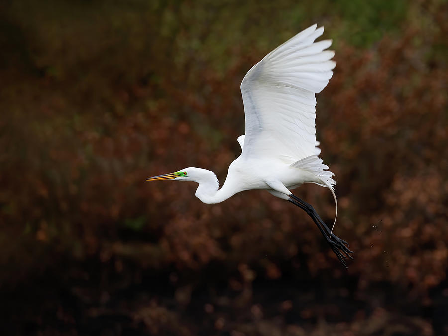 Pond Popping Egret Photograph by Art Cole