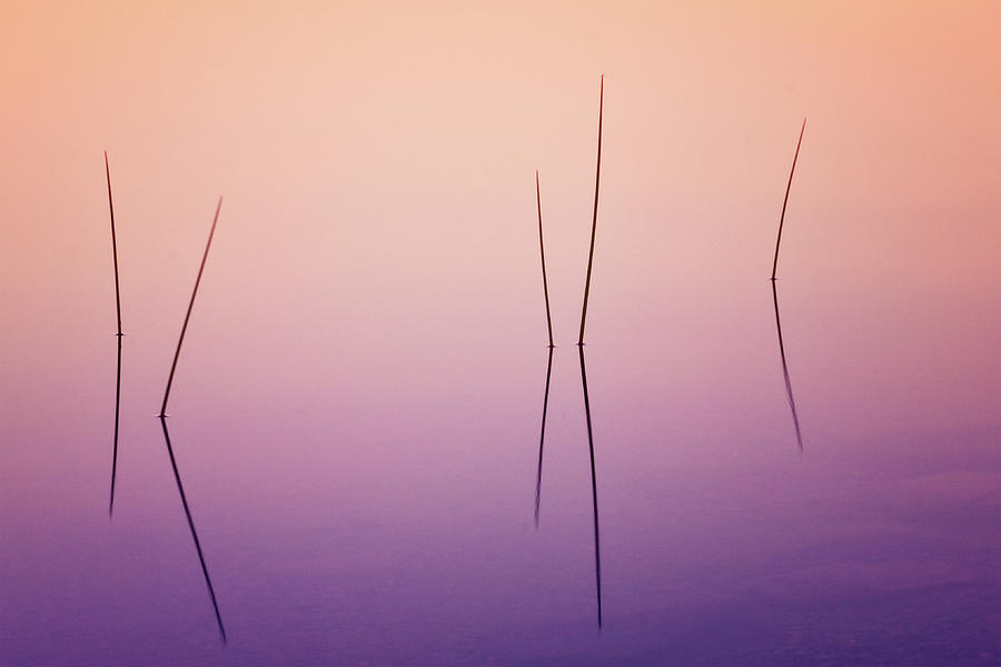 Pond Reeds - Abstract Photograph by Photos by Thom
