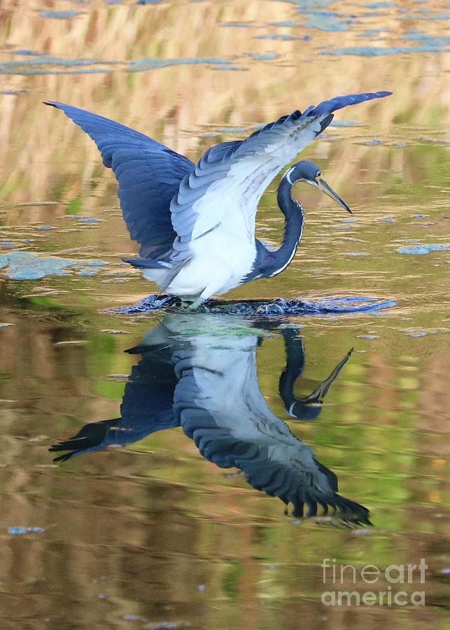 Pond Reflecting Heron Vertical Photograph