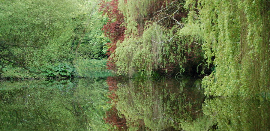 Tree Photograph - Pond Reflections 69 WF by Lynne Iddon