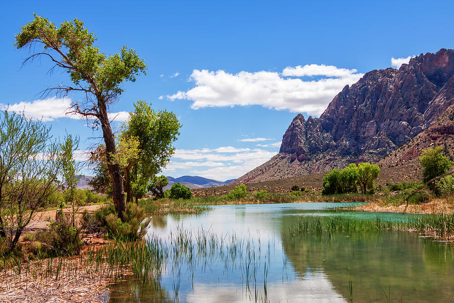 Pond reflections in Mohave Desert, Nevada Photograph by Tatiana Travelways