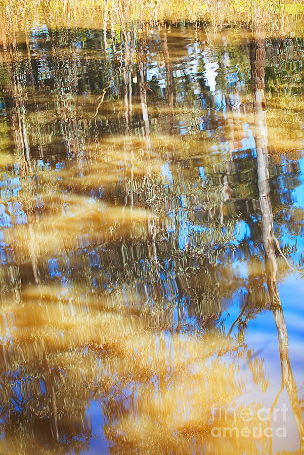 Pond Reflects Gum Trees  Photograph by Joy Watson