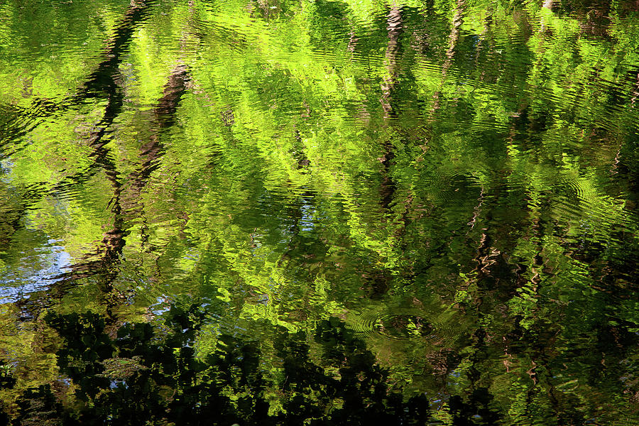 Pond Ripples Photograph