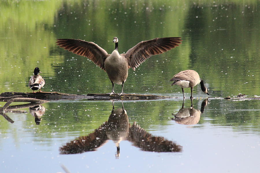 Mallard Photograph - Pond Scene by Callen Harty Mallard Photograph - Pond Scene by Callen Harty