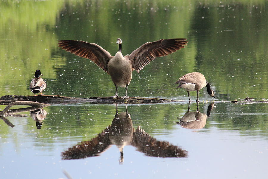 Pond Scene Photograph by Callen Harty