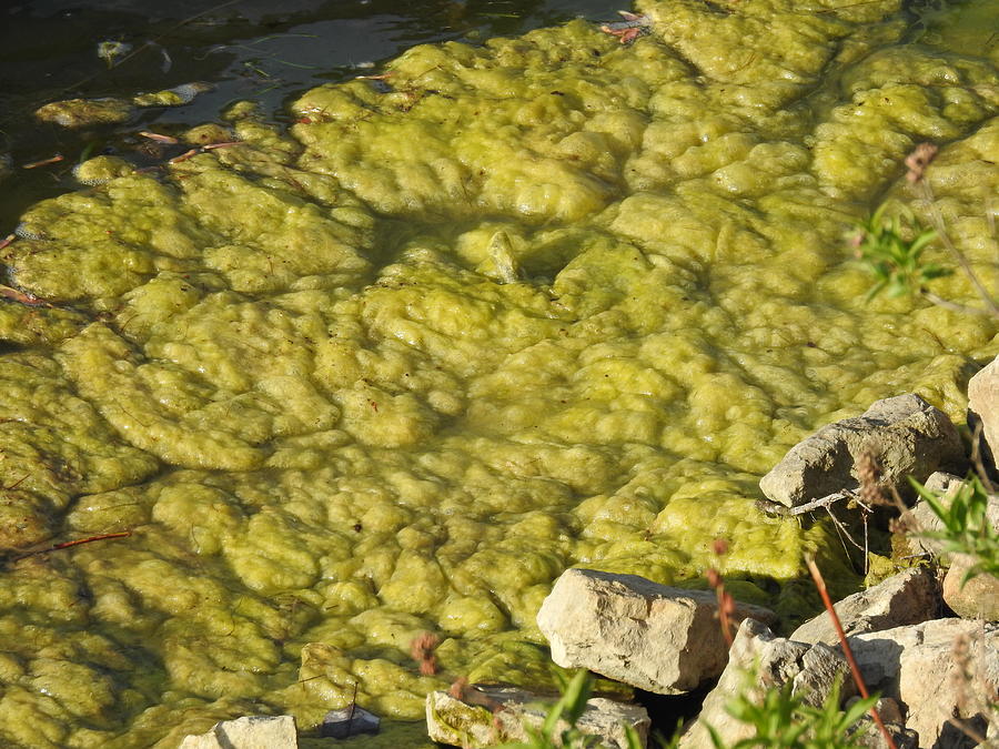 pond-scum-or-algae-photograph-by-barbara-ebeling