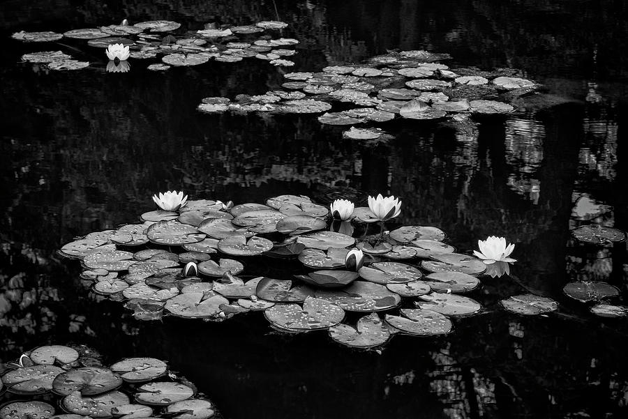 Pond Shadows Photograph by Steven Clark