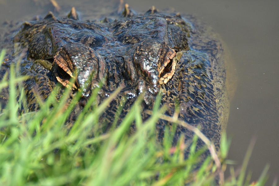 Pondside Gator Photograph by Ed Stokes Fine Art America