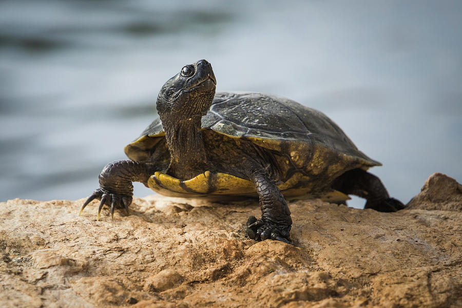 Pond Slider Turtle Photograph by Rosemarie Woods - Fine Art America