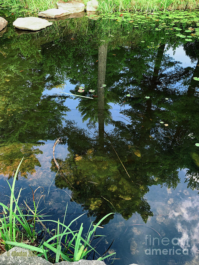 Pond Tree Reflection 2 Digital Art by Dee Flouton