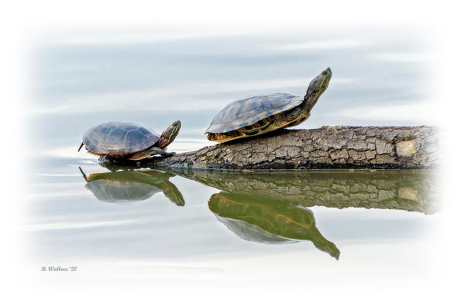 Pond Turtles And Reflection Photograph by Brian Wallace