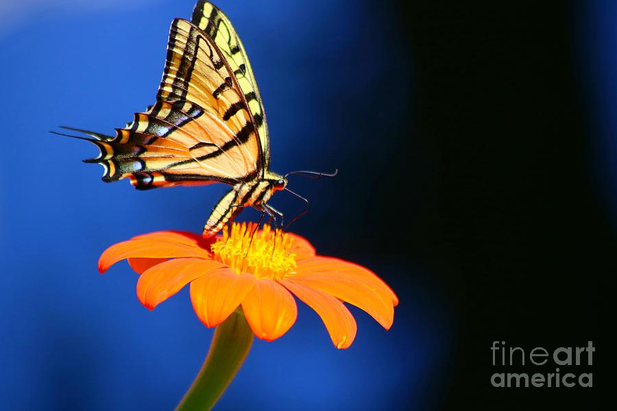 Pond View of Eastern Tiger Swallowtail Butterfly  Photograph by LaDonna McCray
