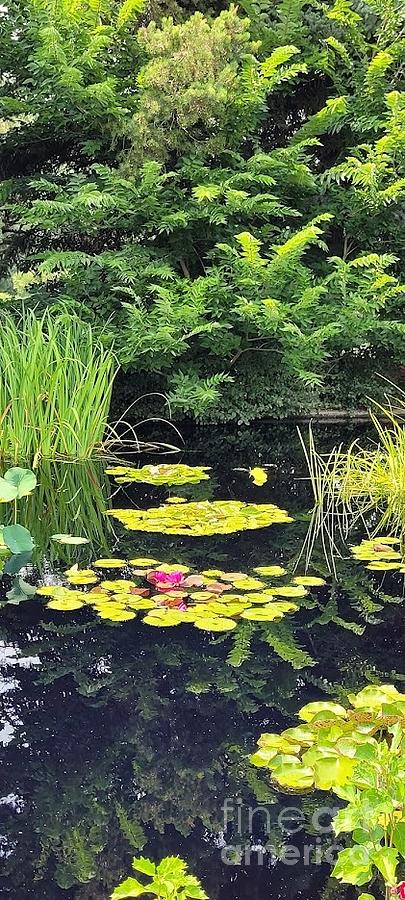 Pond With Flowers Photograph