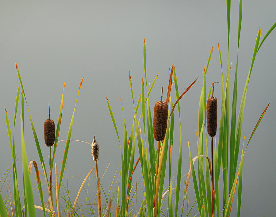 Nature Photograph - Pond With Reeds by Phil And Karen Rispin