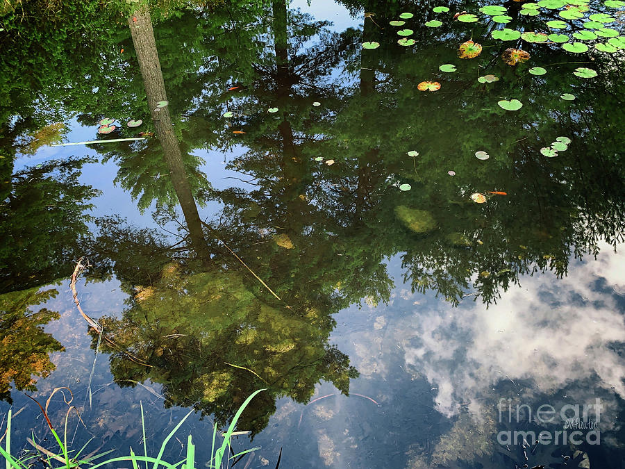 Pond with Tree and Cloud Reflections Digital Art by Dee Flouton