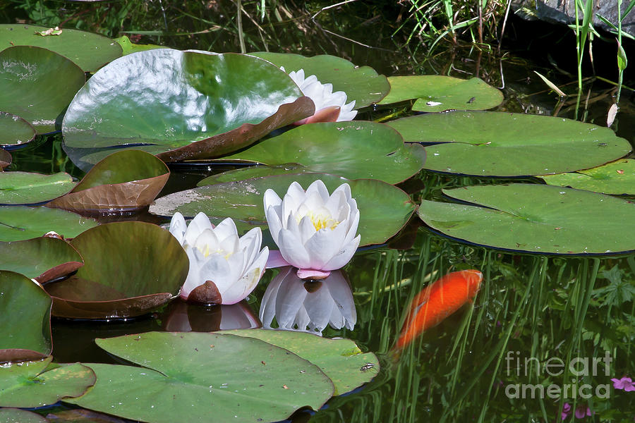 Pond with two lilies and gold fish Photograph by Tatiana Bogracheva