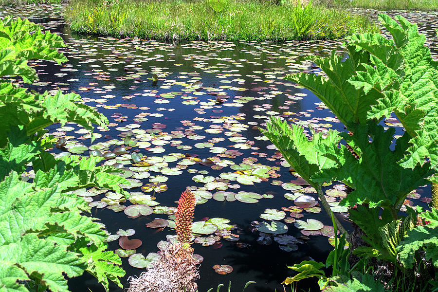 Pond With Water Lilies Photograph by Frank Wilson