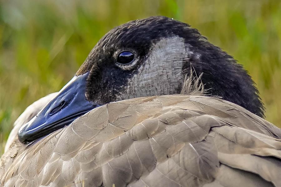 Pondering Goose Photograph by Susan Rydberg