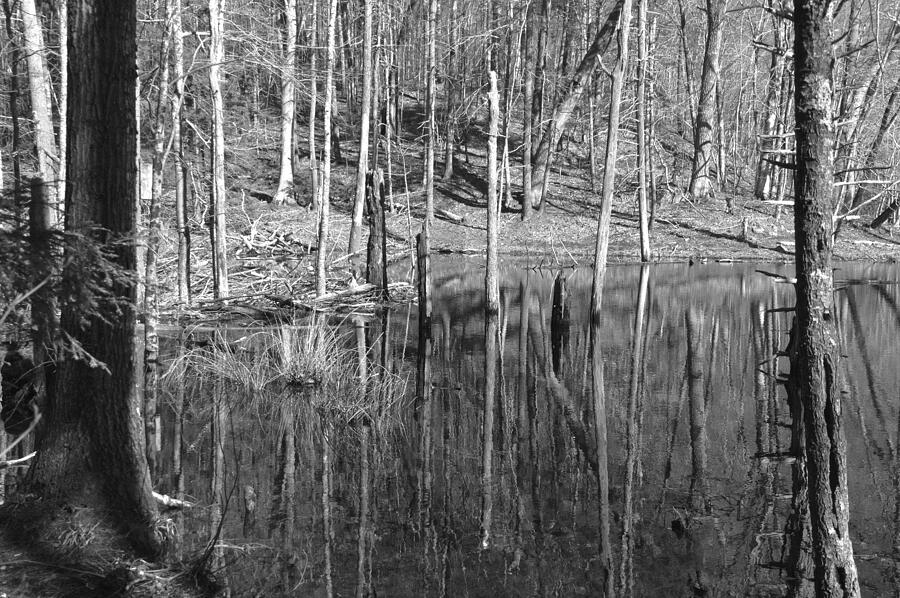 Pondering Things Photograph by Warren LaBaire Photography - Fine Art ...