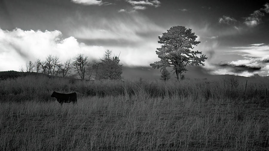Ponderings of a Heifer Photograph by Mike Lee
