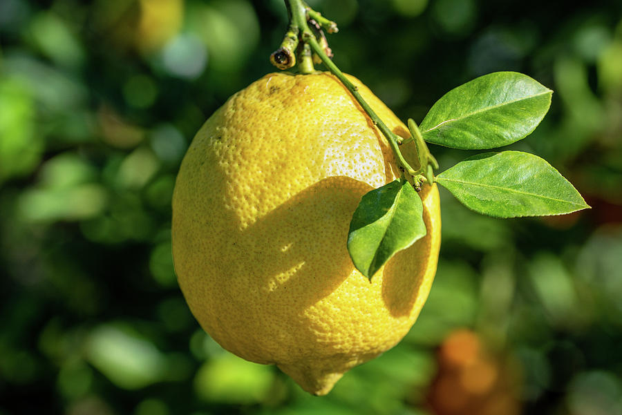 Ponderosa Lemon on the Tree Photograph by Bradford Martin