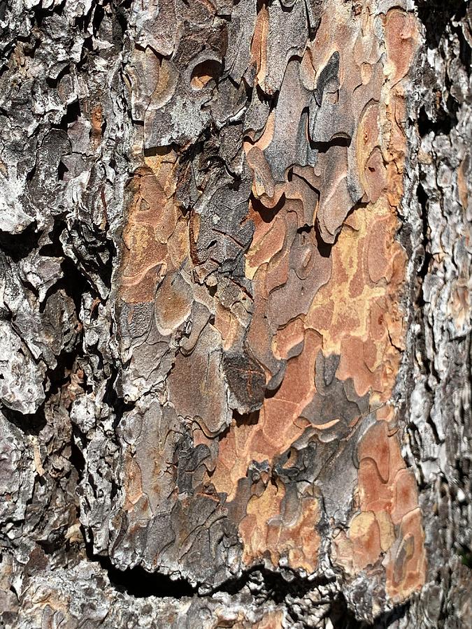 Ponderosa Pine Bark Photograph by Beverly Read