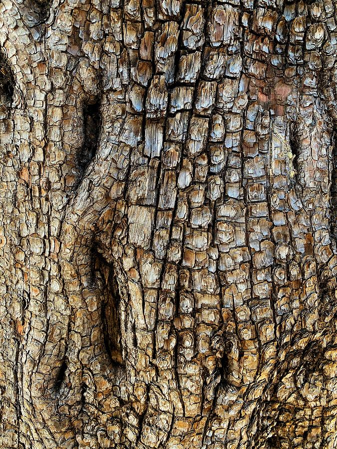 Ponderosa Pine Bark Photograph by Jerry Abbott