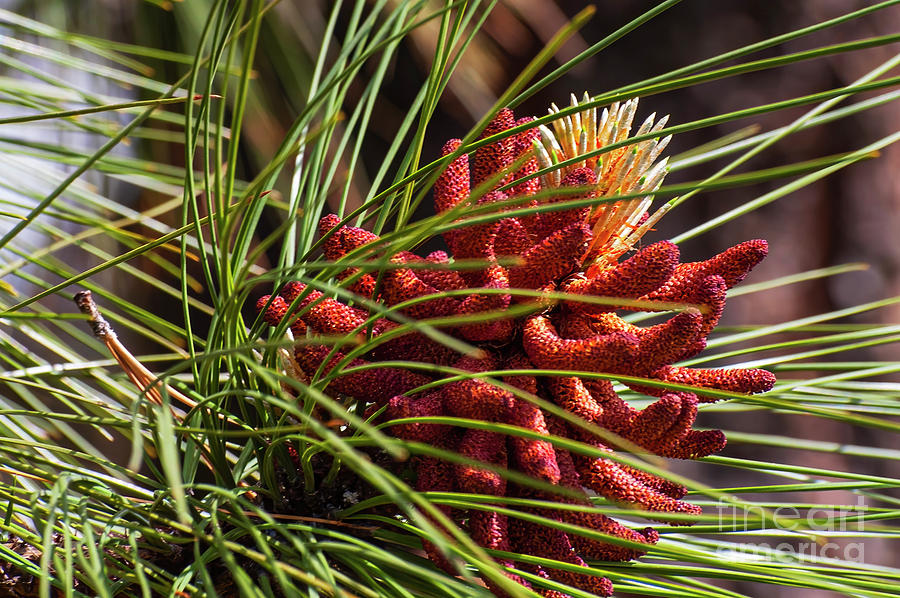 Ponderosa Pine Flower Photograph by Bob Phillips