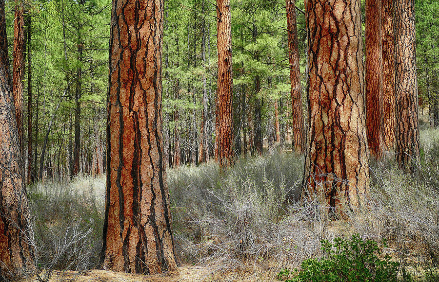 Ponderosa pine forest #aYearForArt Photograph by Steve Estvanik
