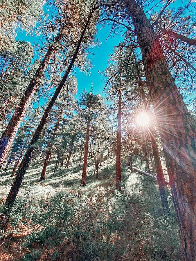 Ponderosa Pine Forest Photograph by Bonnie Bruno