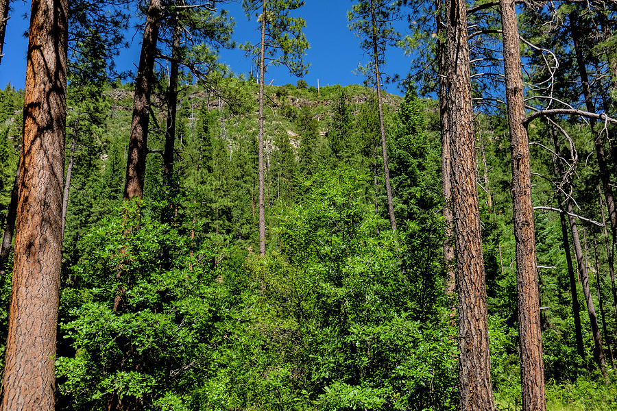 Ponderosa Pine Forest Photograph