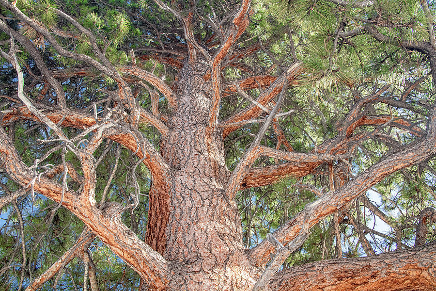 Ponderosa Pine Perspective Photograph by Marcy Wielfaert