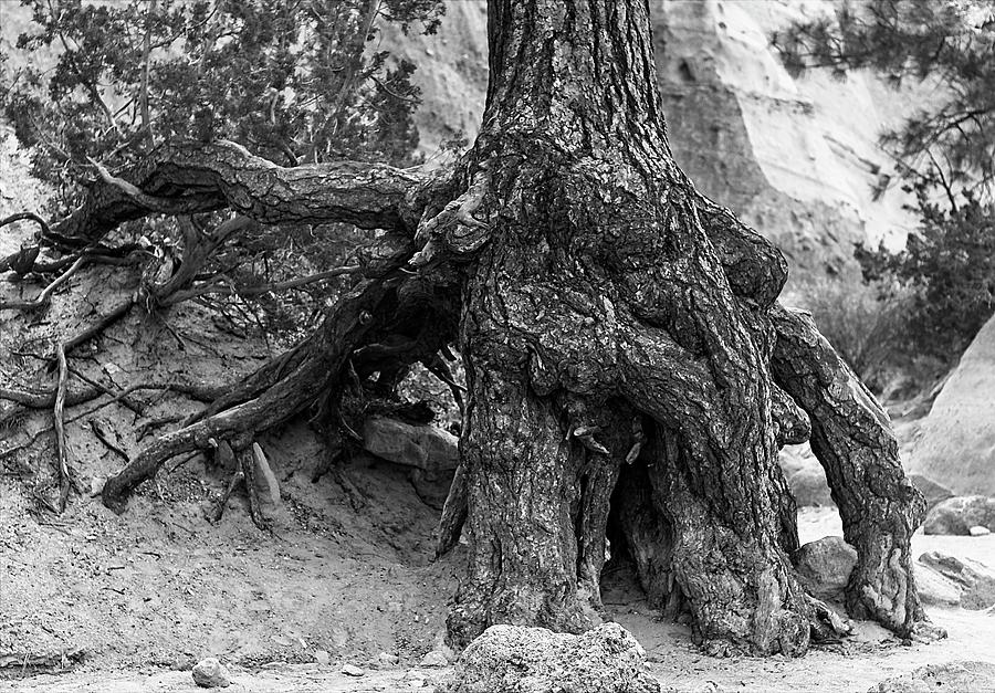 Black And White Photograph - Ponderosa Pine Roots - Kasha-Katuwe Tent Rocks by Steven Ralser