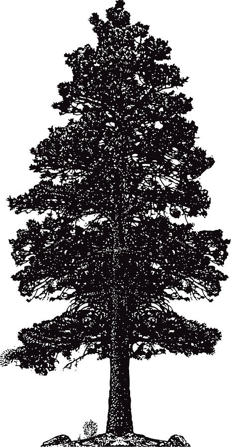 Ponderosa Pine Tree Silhouette Isolated On White Drawing by GeorgePeters