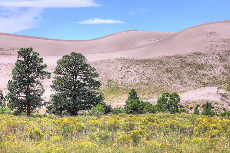Ponderosa Pines at Great Sand Dunes National Park Photograph by JC Findley