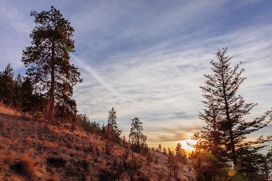 Ponderosa Pines at Sunset Photograph by Laura Tucker