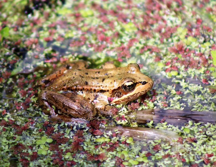 Pong Frog Photograph by Nick Gustafson