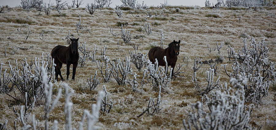 Ponies and Ice Photograph by Steve Templeton