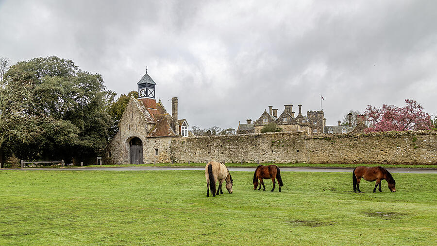 Ponies at Beaulieu Photograph by Shirley Mitchell