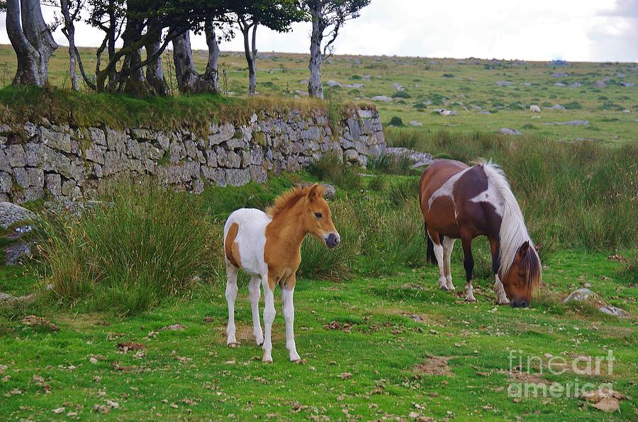 Ponies On Dartmoor Photograph by Lesley Evered