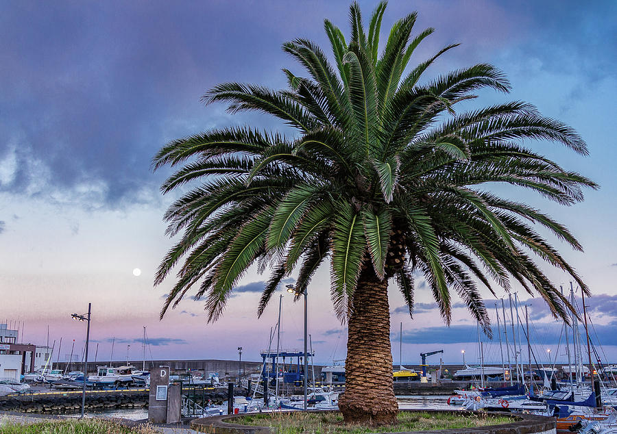 Ponta Delgada Palm Tree Photograph by Denise Kopko