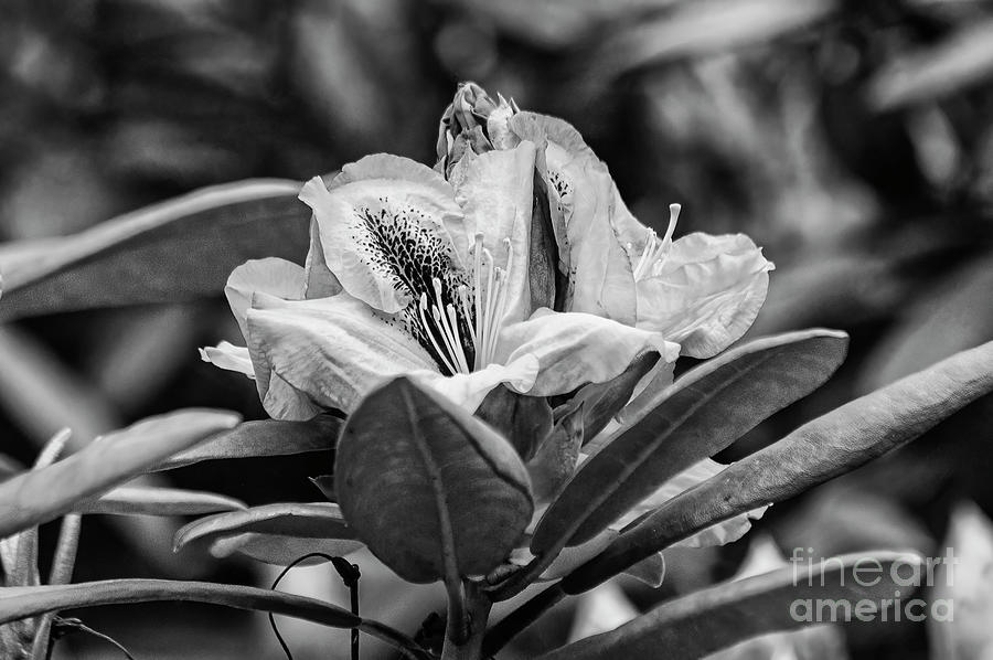 Pontian Rhododendron 2 Photograph by Bob Phillips