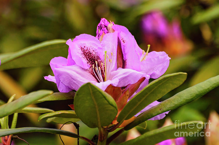 Pontian Rhododendron Photograph by Bob Phillips