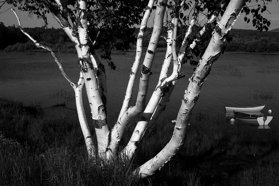 Pontook Birch and Rowboats Monochrome Photograph by Wayne King