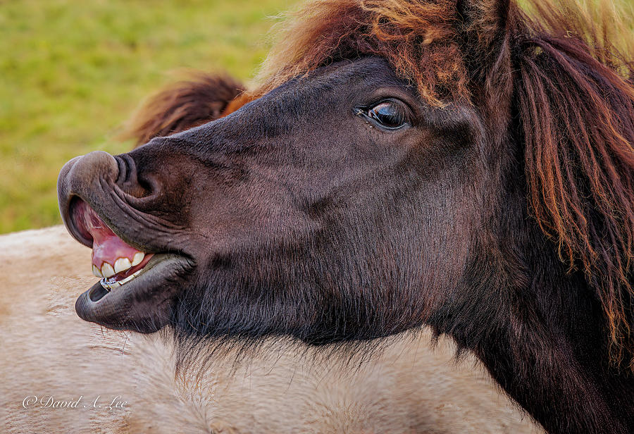 Pony Photograph by David Lee