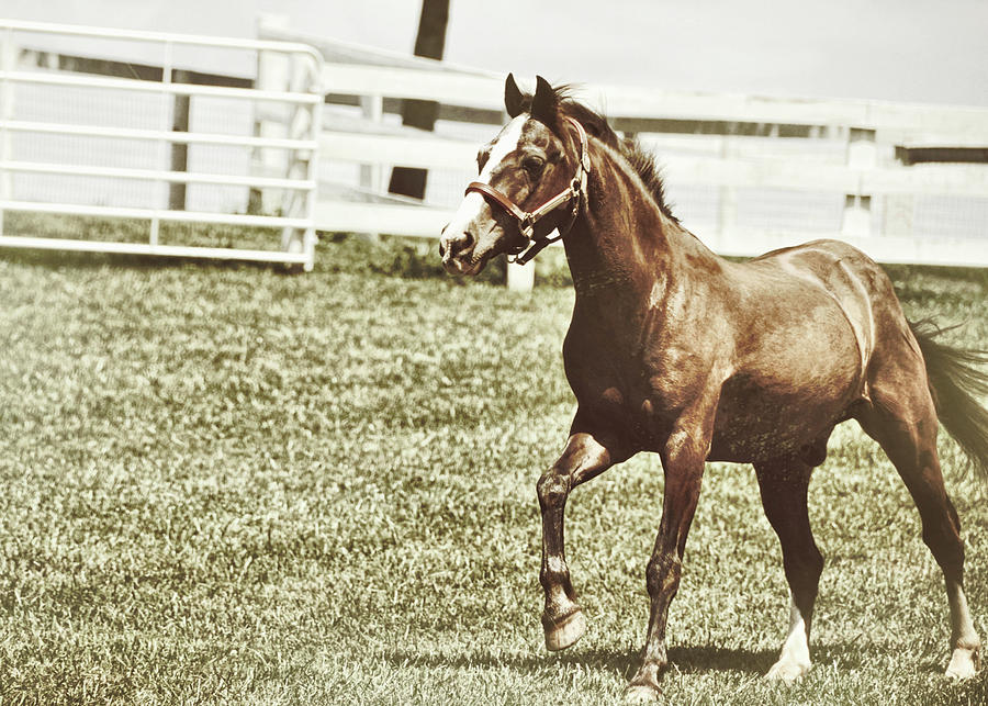 Pony Power Photograph by Dressage Design