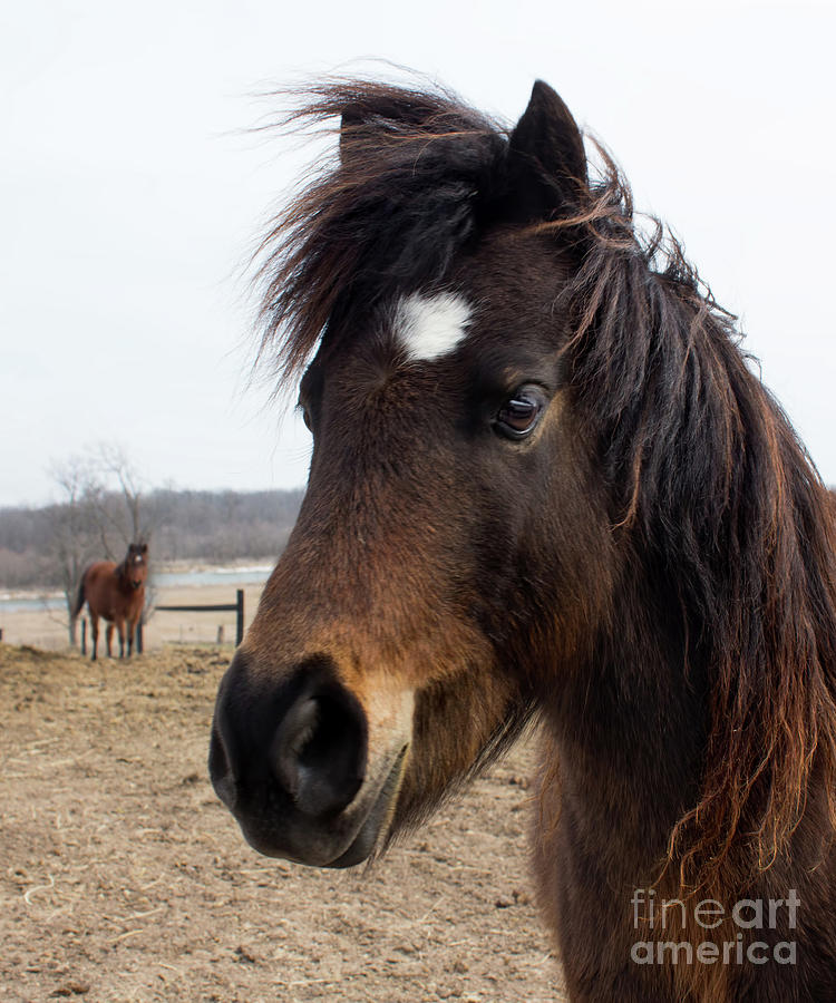 Pony With A Star and Forelock Photograph by Barbara McMahon
