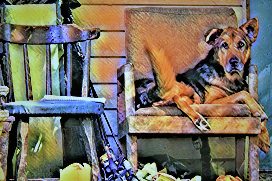 Pooch On Porch Photograph