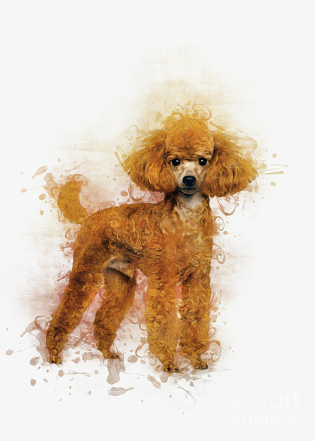 Poodle Digital Art by Ian Mitchell