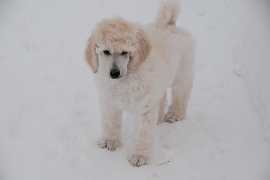 Poodle In The Snow Photograph by Lisa DiFruscio - Fine Art America